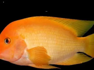 Red Devil Fish 3D model