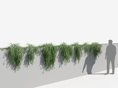 Rosemary Plants (+GrowFX) 3D model