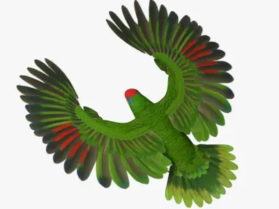 Amazona Viridigenalis 'Red-crowned Amazon Parrot' 3D model