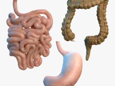  Human Organs Collection 2 