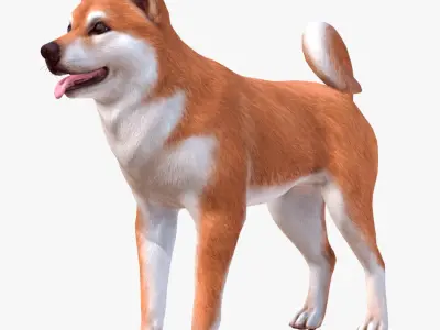 Dog - Akita Inu 3D model