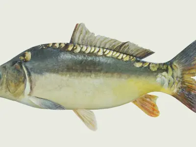Freshwater fish carp Low-poly 3D model