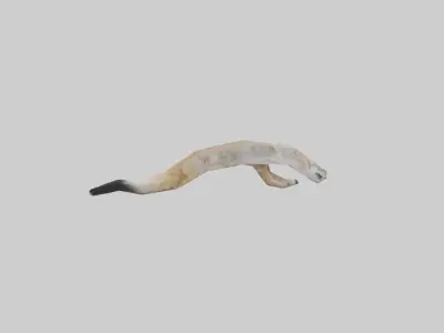 Coyote Tail Low-poly 3D model