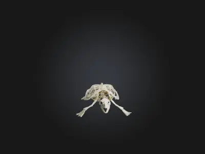 Realistic Turtle Skeleton Model Low-poly 3D model