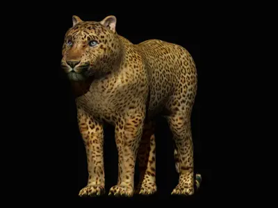 Leopard 3D model purchase
