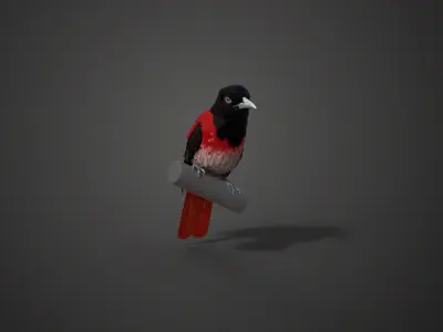  OriolusTraillii Animated 