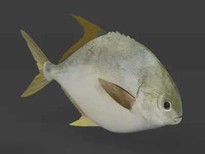 Fish Pompano 3D model
