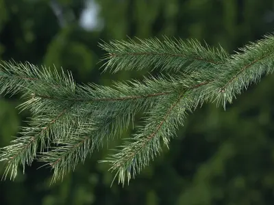  Green Pine Branch 