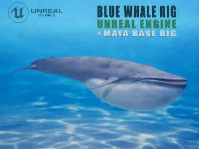 Blue whale Rig UNREAL project   Maya base rig 3D model