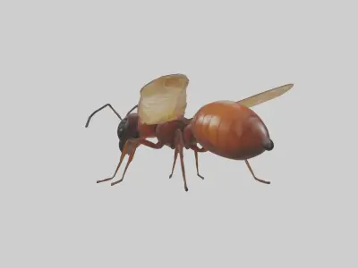 Honey Ant Low-poly 3D model