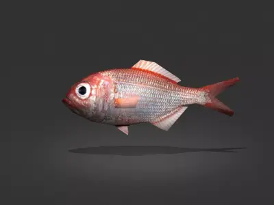 Lutjanus Vivanus Low-poly 3D model