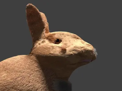 Frowning Bunny Free 3D model