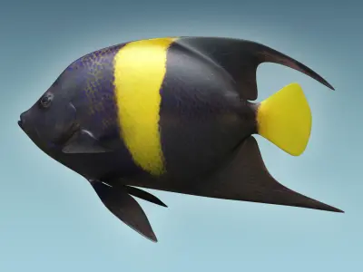 Anglefish 3 flying fish 3D model
