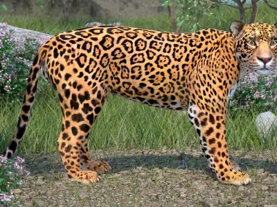 Jaguar Stand Pose 3D model