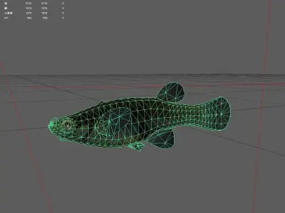 Killifish Low-poly 3D model