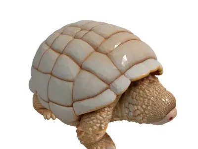 Realistic 3D Tortoise Model Low-poly 3D model purchase