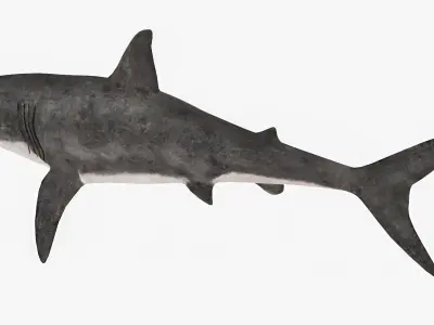Great White Shark Low-poly 3D model 4