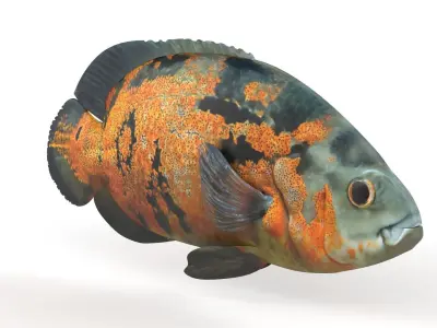 Oscar Fish 3D model purchase