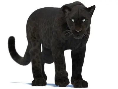 Animated Black Panther 3D Model with Fur 3D model