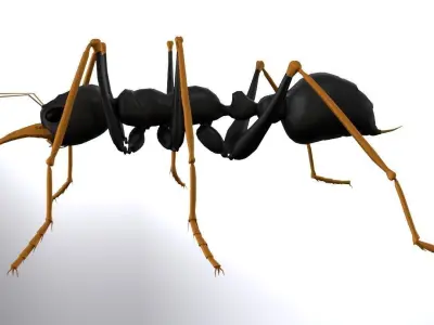 Ant Jack Jumper  3D model