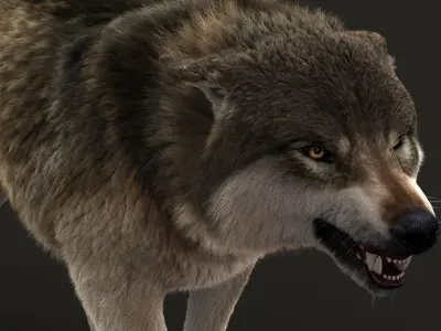  Wolf 3 RIG FUR 