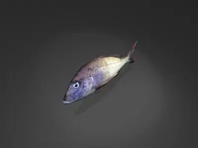 Steenbras fish Low-poly 3D model