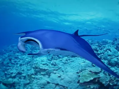 Mobula 3D model
