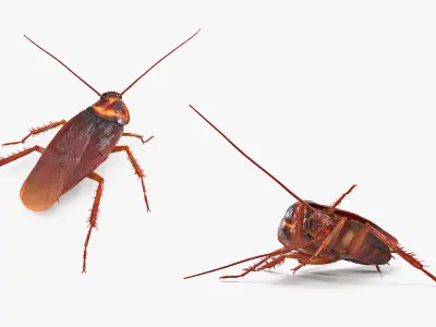  Rigged Animated Cockroach Collection for Cinema 4D 