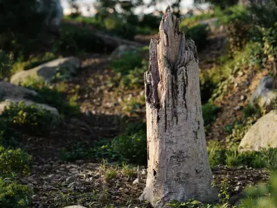  Medium Broken Splintered Bare Stump Model 