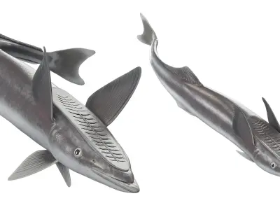  Remora Fish Rigged for Maya 