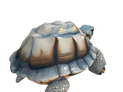 Realistic 3D Tortoise Model Low-poly 3D model