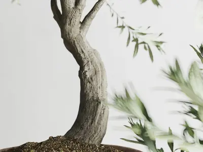 Olive European In Antique Clay Vessels 3D model