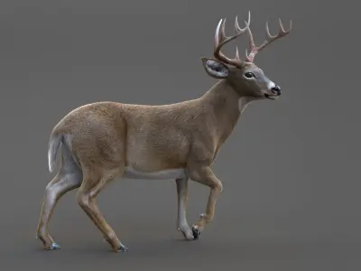 DEER ANIMATED XGEN-CORE 3D model