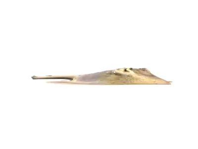 Stingray Fish 3D model
