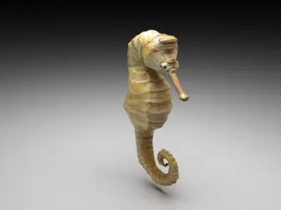Seahorse 3D model buy