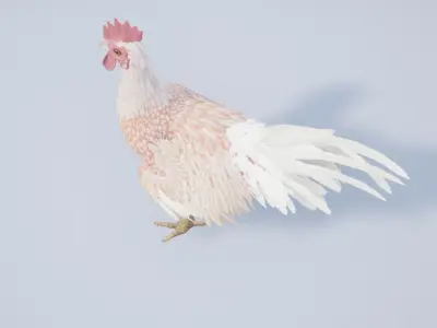 Rooster  Low-poly 3D model