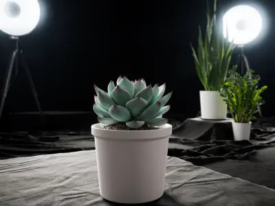  Echeveria Tippy Succulent Potted Plant Model  buy