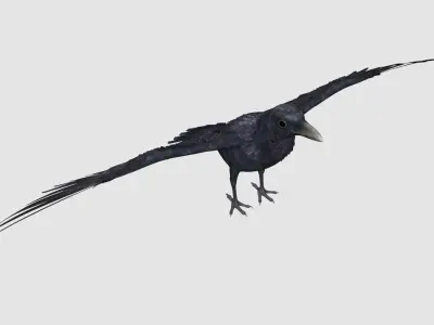 Crow Bird Dove 3D model