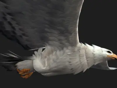 Eagle-B3 3D model