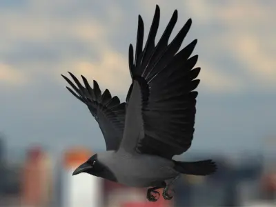 Corvus Splendens "House Crow" 3D model