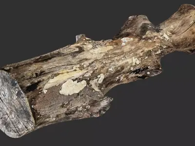Tree trunk wood 3d scan highpoly 3D model purchase