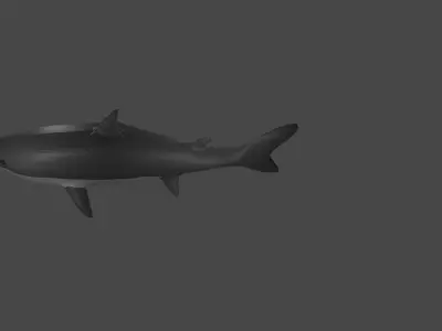 Shark Low-poly 3D model 4