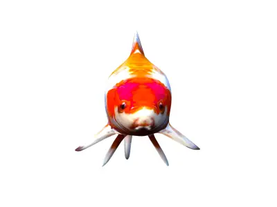 Realistic Koi Carp 3D Model - Colorful Fish Low-poly 3D model