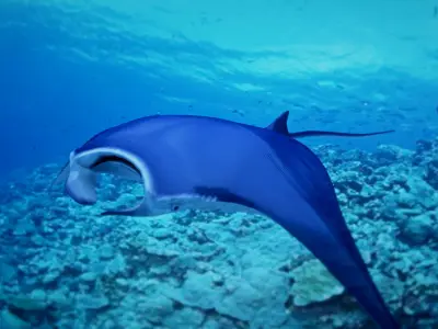 Mobula 3D model