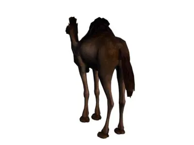 The Camel Low Poly 3D model