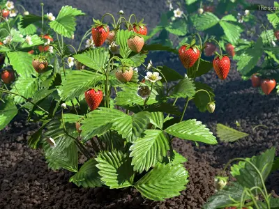 Strawberry Plant with Ripe and Green Fruits 3D model
