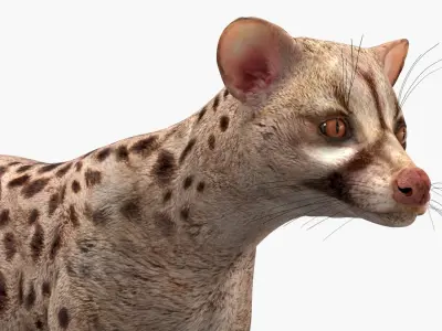  Asian Palm Civet Musang Spotted Coat Brown  purchase