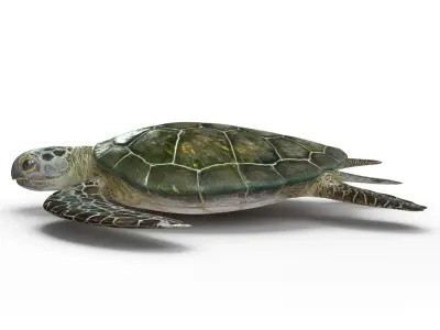  Sea Turtle Rigged for Cinema 4D 