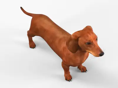  Short-Legged Red Dachshund 