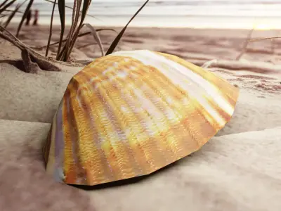 3D-Scanned Seashell Low-poly 3D model